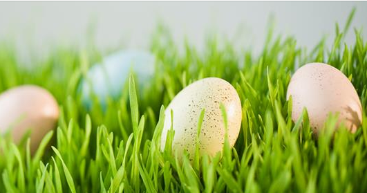 eggs